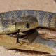 Tiger snake. Image Courtesy Steward Macdonald.